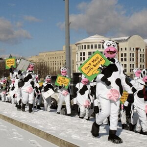 Herd of people dressed as cows in Washington, DC, 2007.